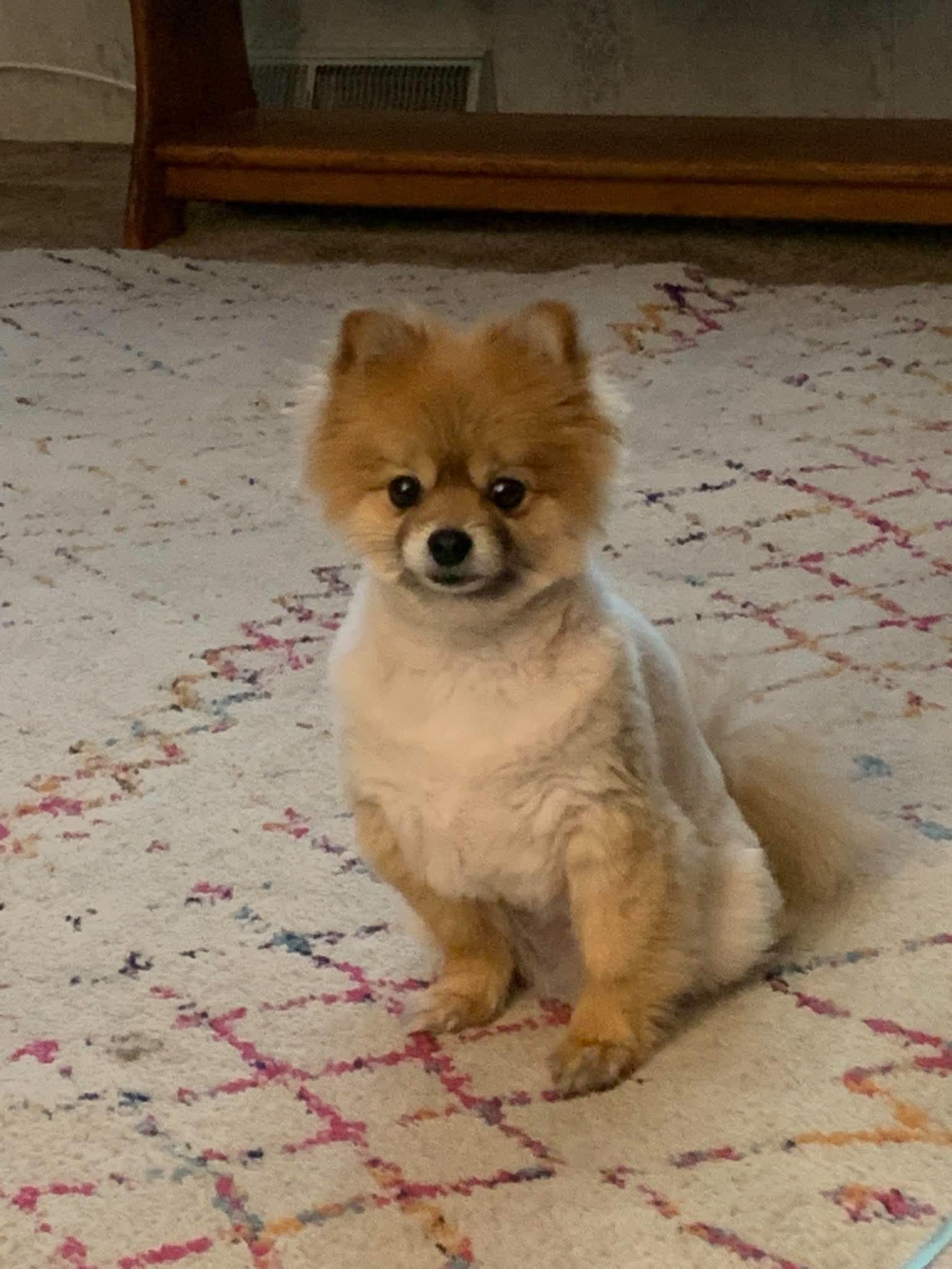 Enlarge Roxy, a Adoptable Pomeranian in Ashville, OH image 1/3