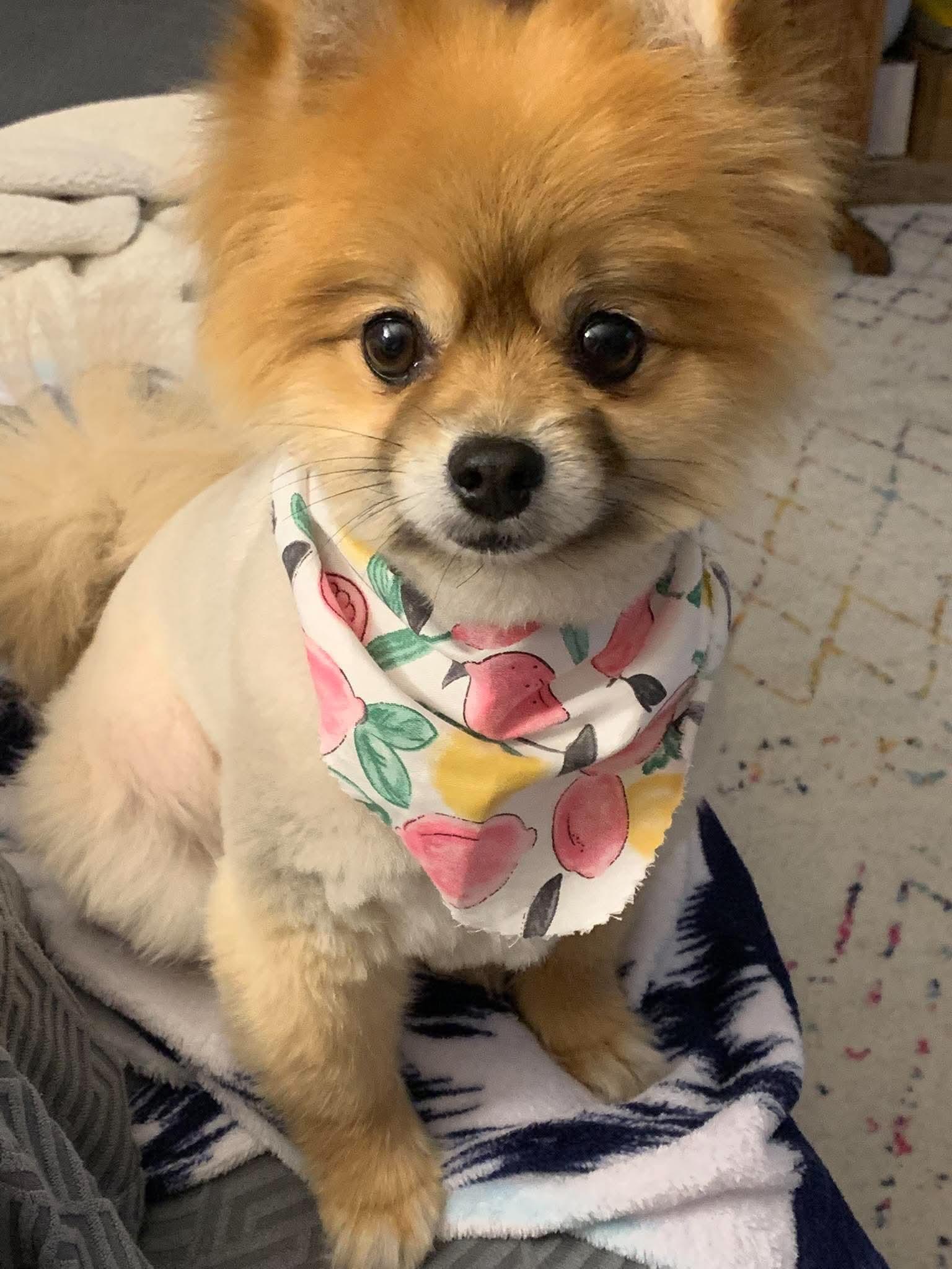 Enlarge Roxy, a Adoptable Pomeranian in Ashville, OH image 2/3