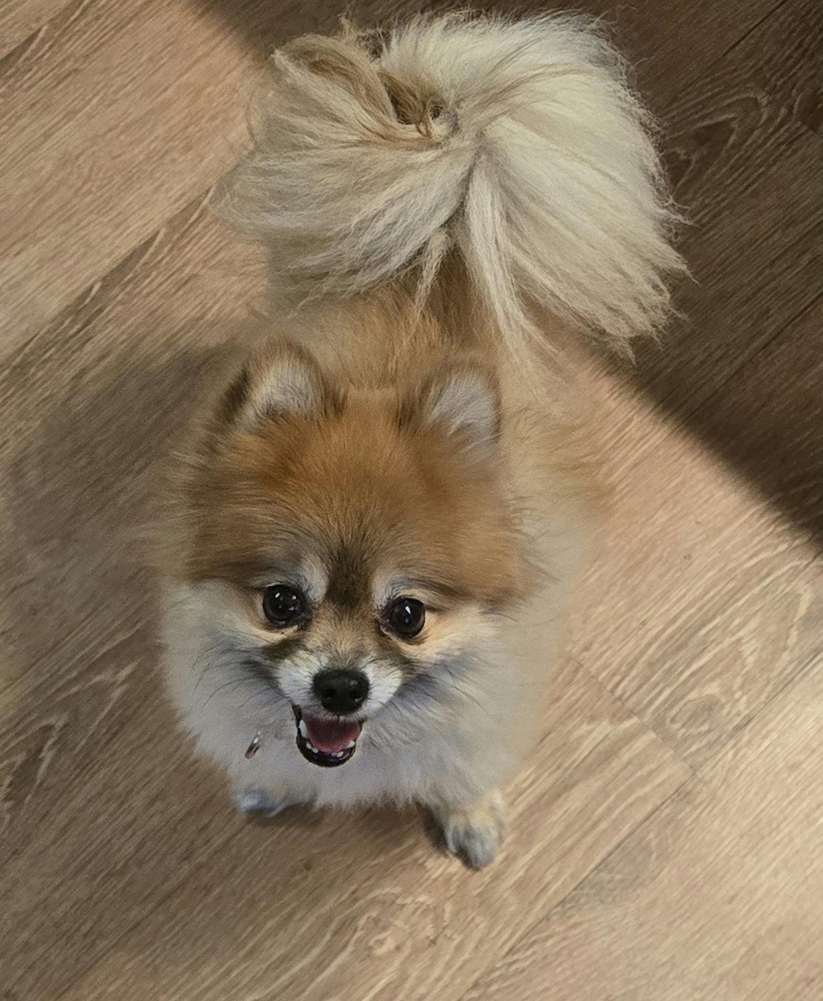 Enlarge Roxy, a Adoptable Pomeranian in Ashville, OH image 3/3