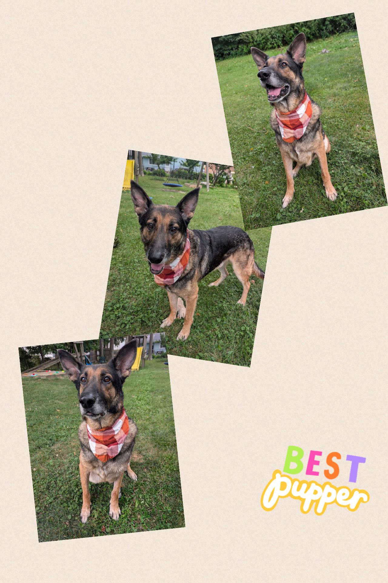 Enlarge Gus, a Adoptable mixed breed in Westlake, OH image 6/6