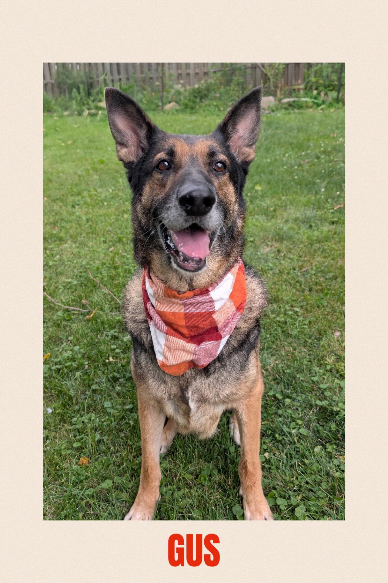 Enlarge Gus, a Adoptable mixed breed in Westlake, OH image 1/6