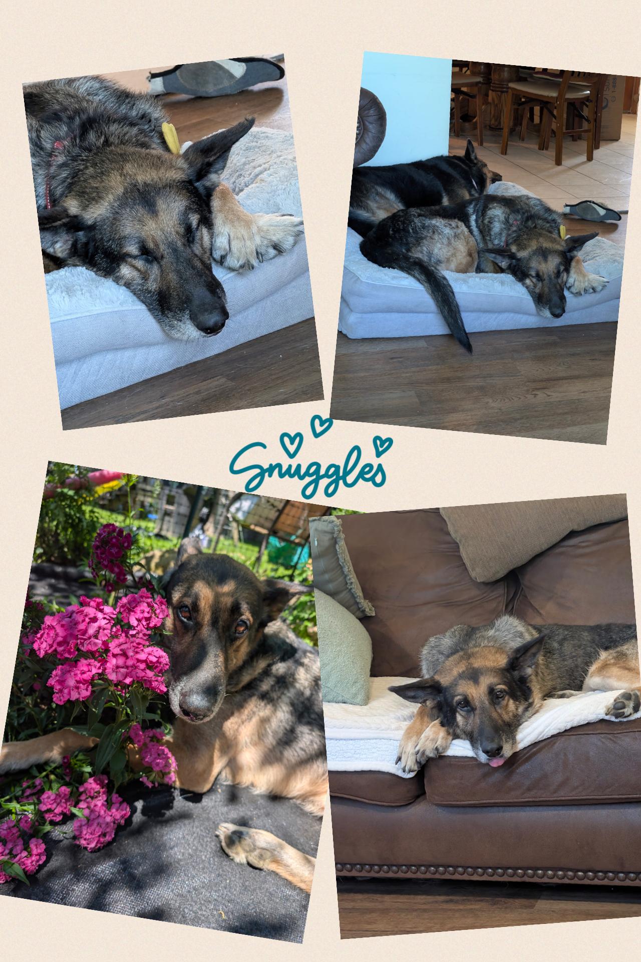 Enlarge Gus, a Adoptable mixed breed in Westlake, OH image 3/6