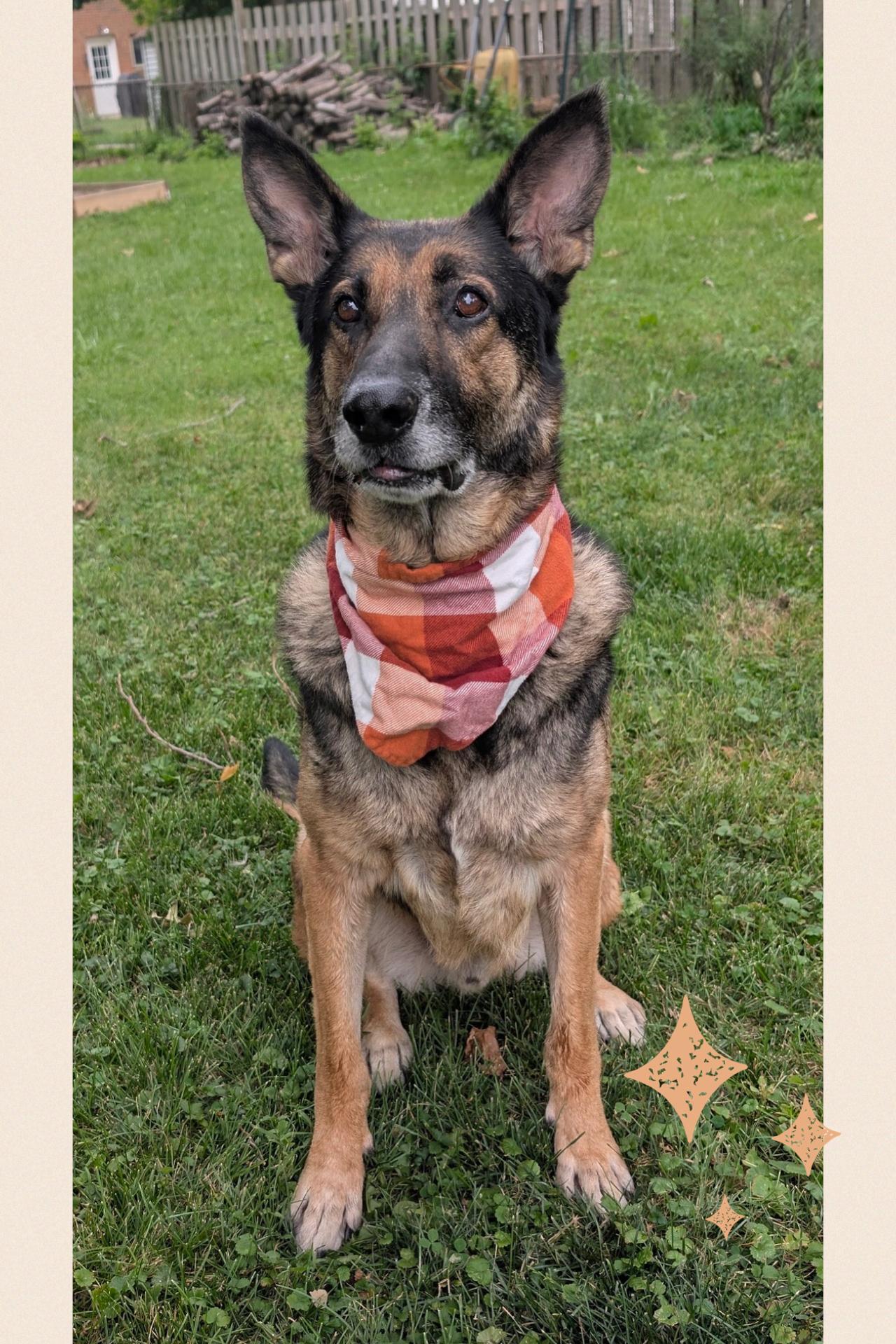 Enlarge Gus, a Adoptable mixed breed in Westlake, OH image 2/6