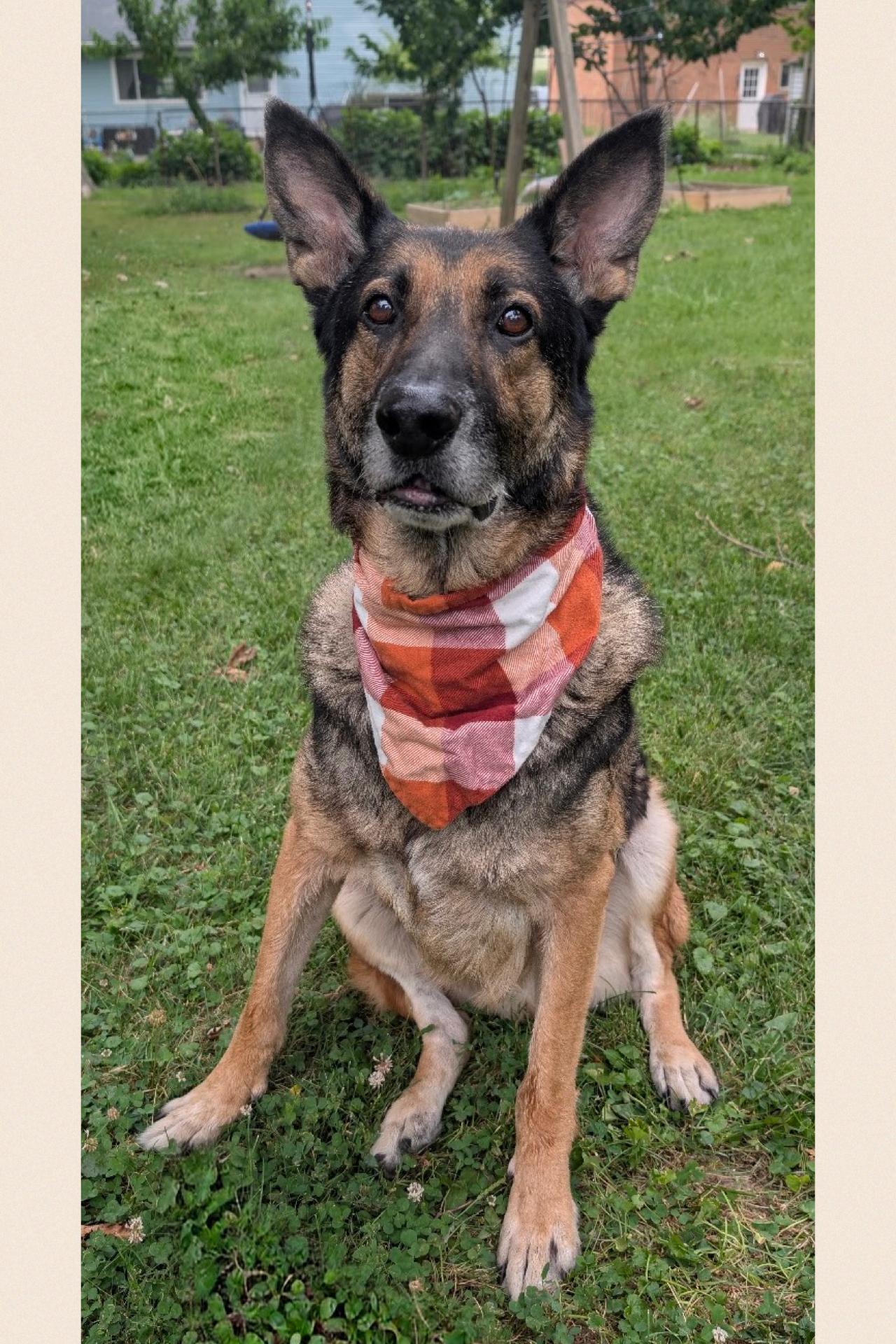 Enlarge Gus, a Adoptable mixed breed in Westlake, OH image 5/6