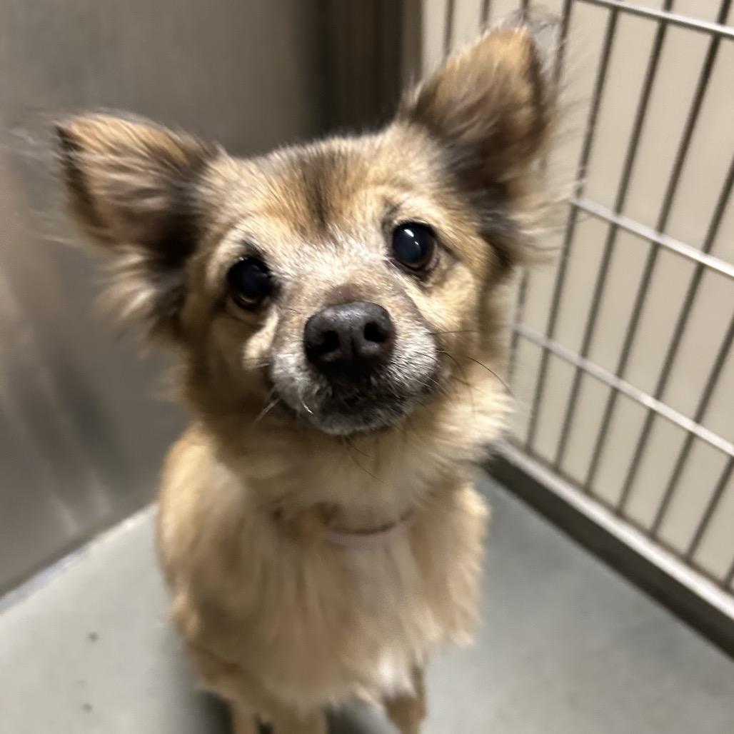 Lovey — thumbnail 2