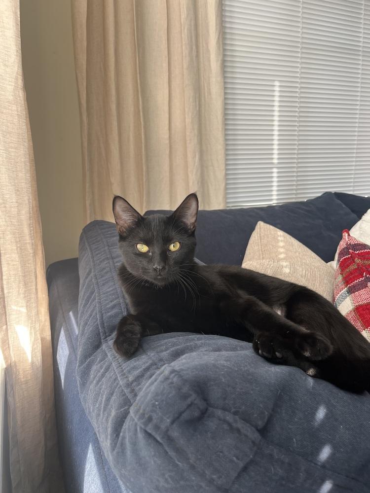 Enlarge Veronica Lodge, a Adoptable Domestic Short Hair in Warren, CT image 1/6