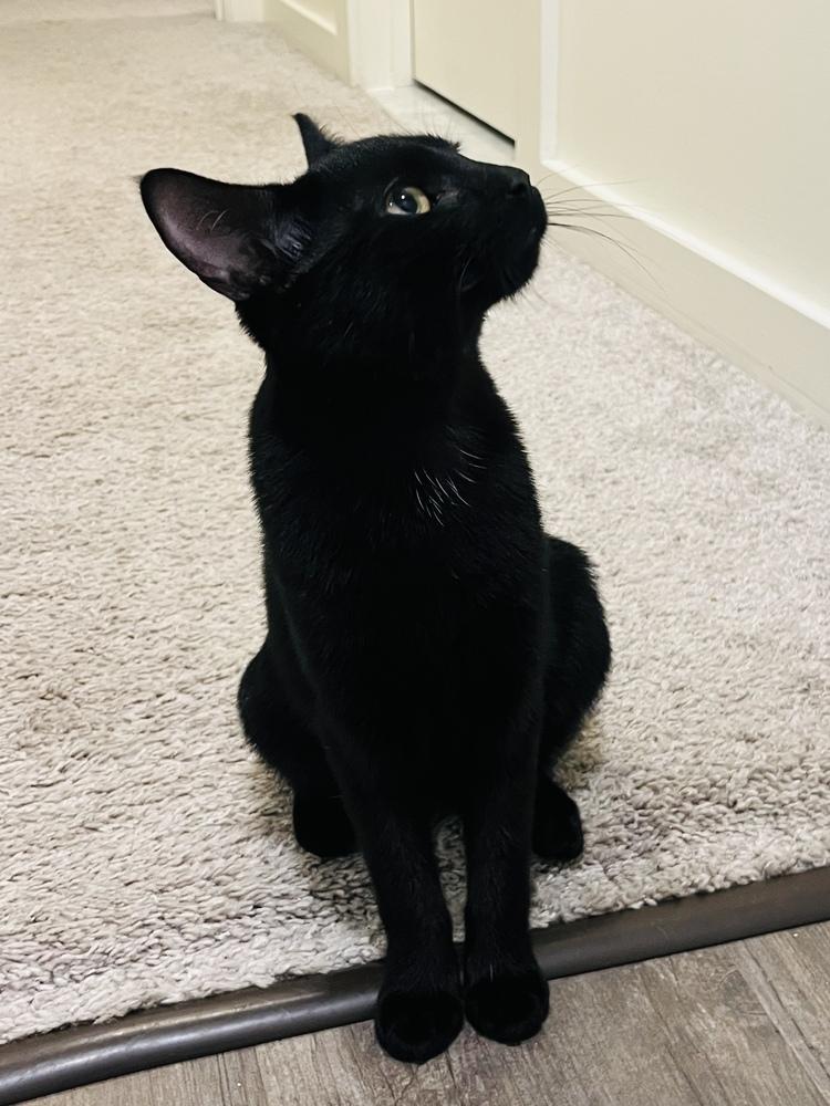 Enlarge Veronica Lodge, a Adoptable Domestic Short Hair in Warren, CT image 3/6