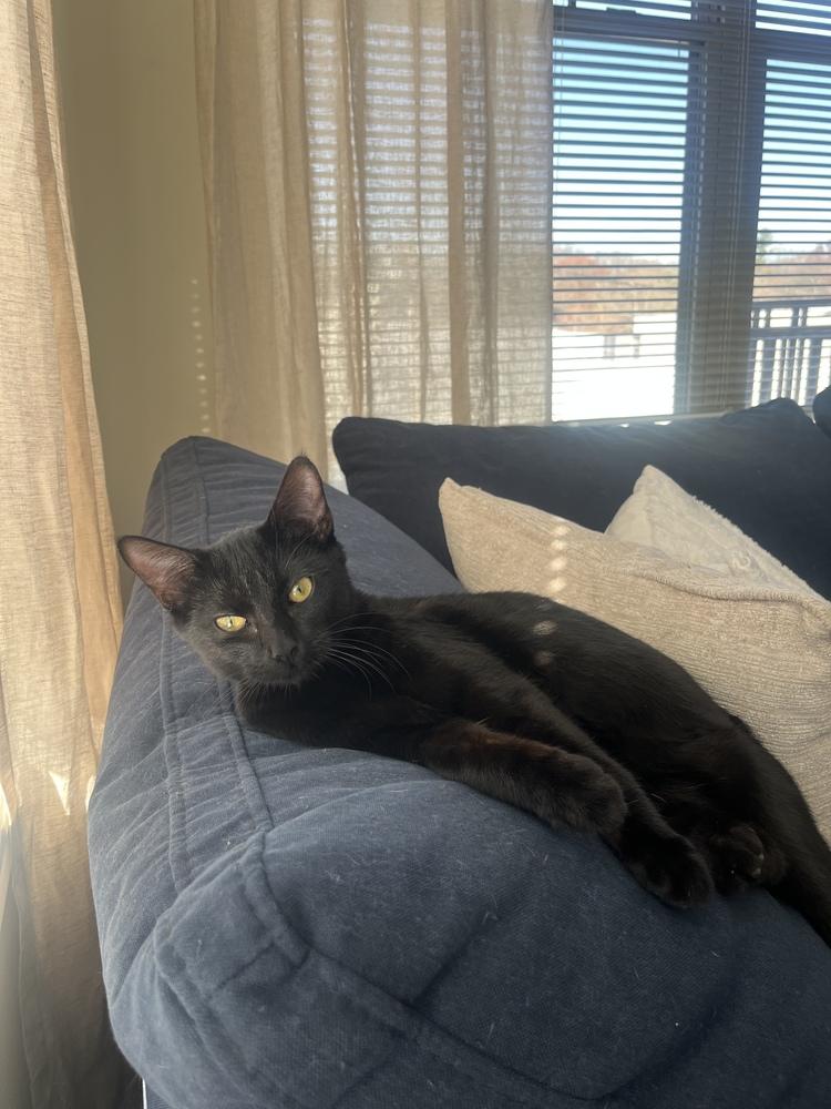 Enlarge Veronica Lodge, a Adoptable Domestic Short Hair in Warren, CT image 4/6