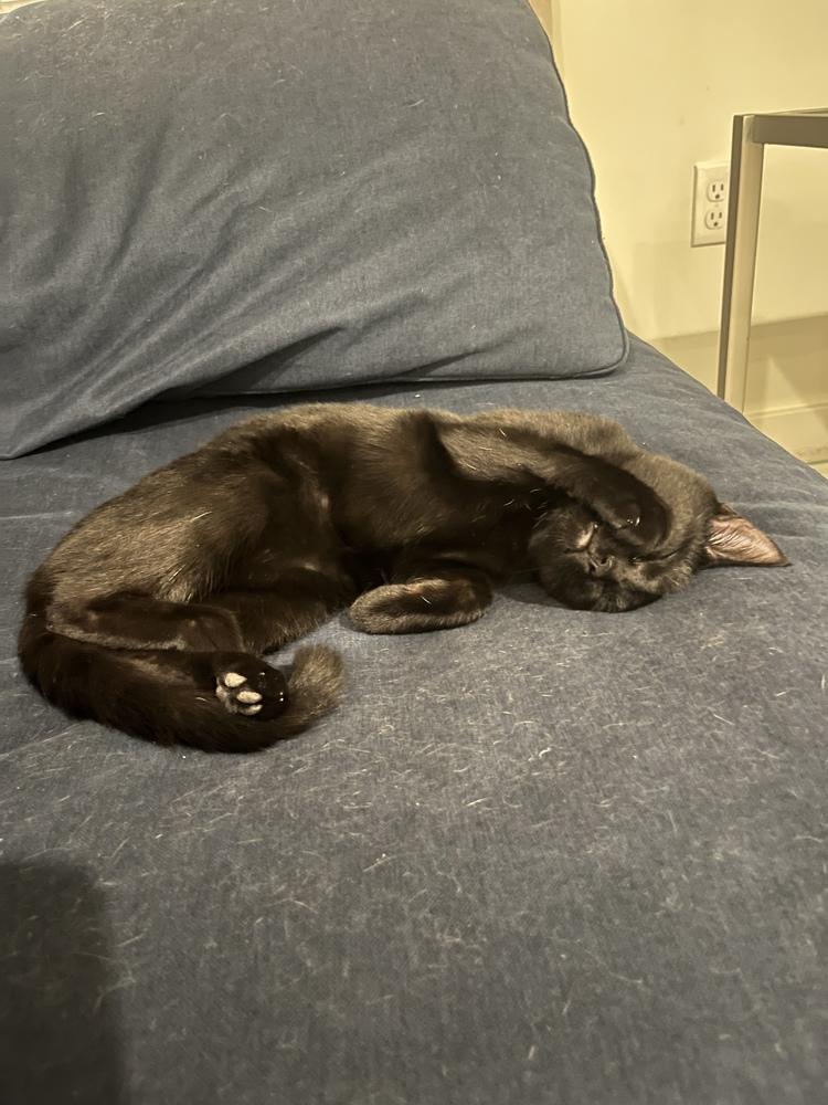 Enlarge Veronica Lodge, a Adoptable Domestic Short Hair in Warren, CT image 6/6