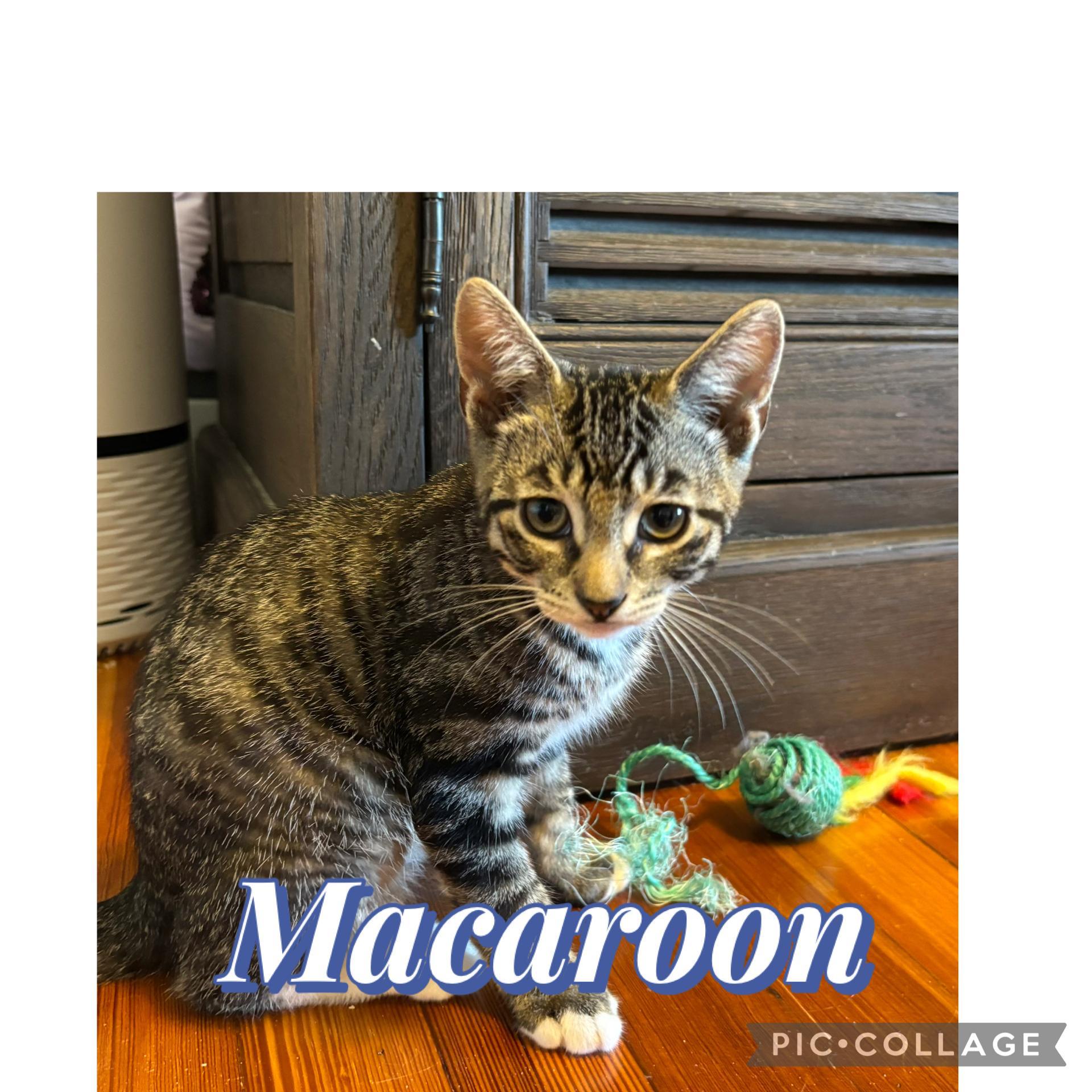 Batter and Macaroon Tabby Cat