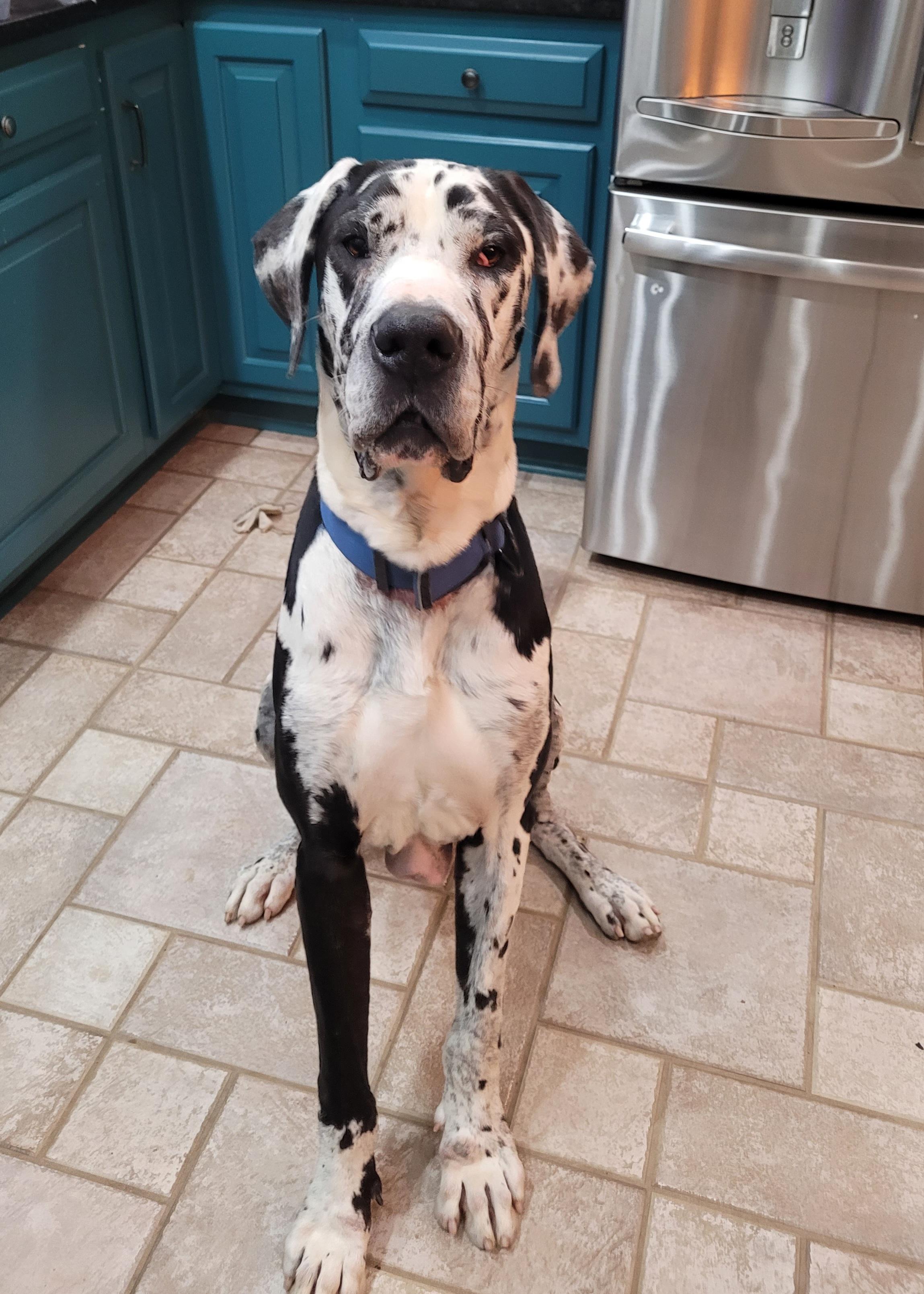 Enlarge Joker, a ADOPTABLE Great Dane in Catlettsburg, KY image 3/4
