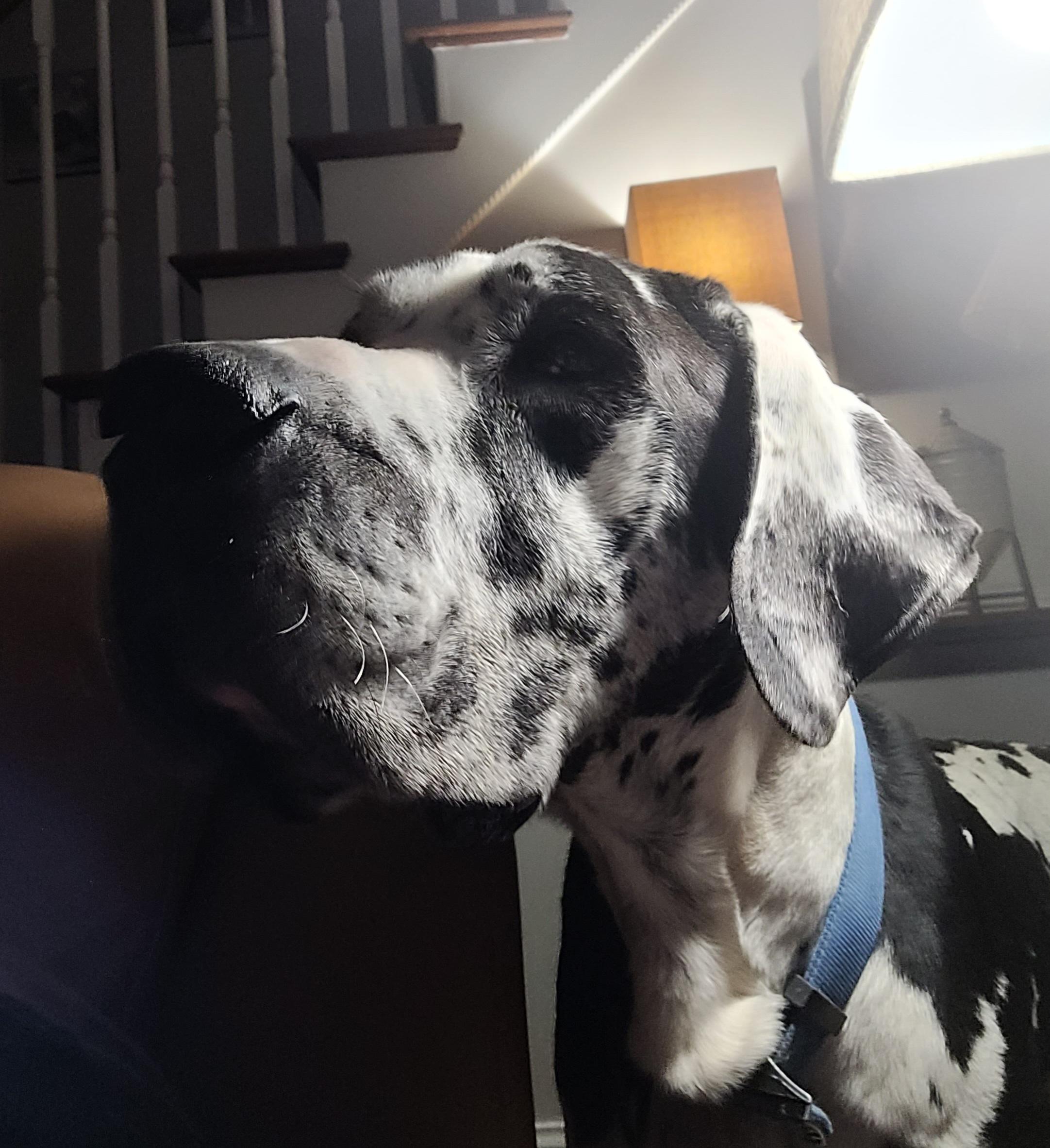 Enlarge Joker, a ADOPTABLE Great Dane in Catlettsburg, KY image 2/4