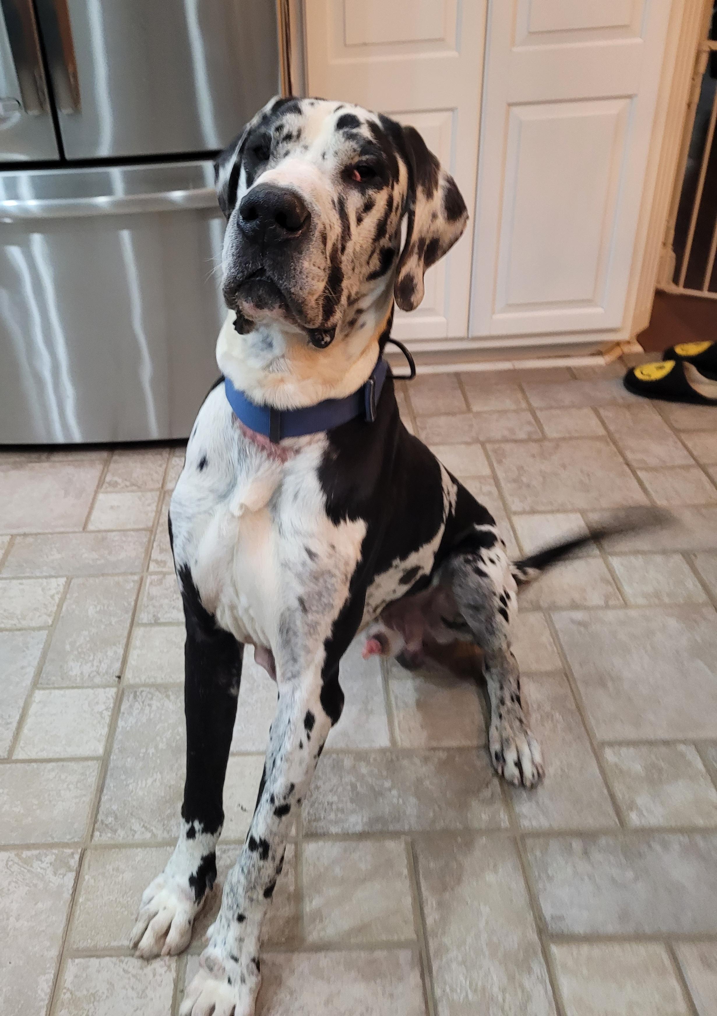 Joker, ADOPTABLE, Adult Male Great Dane.