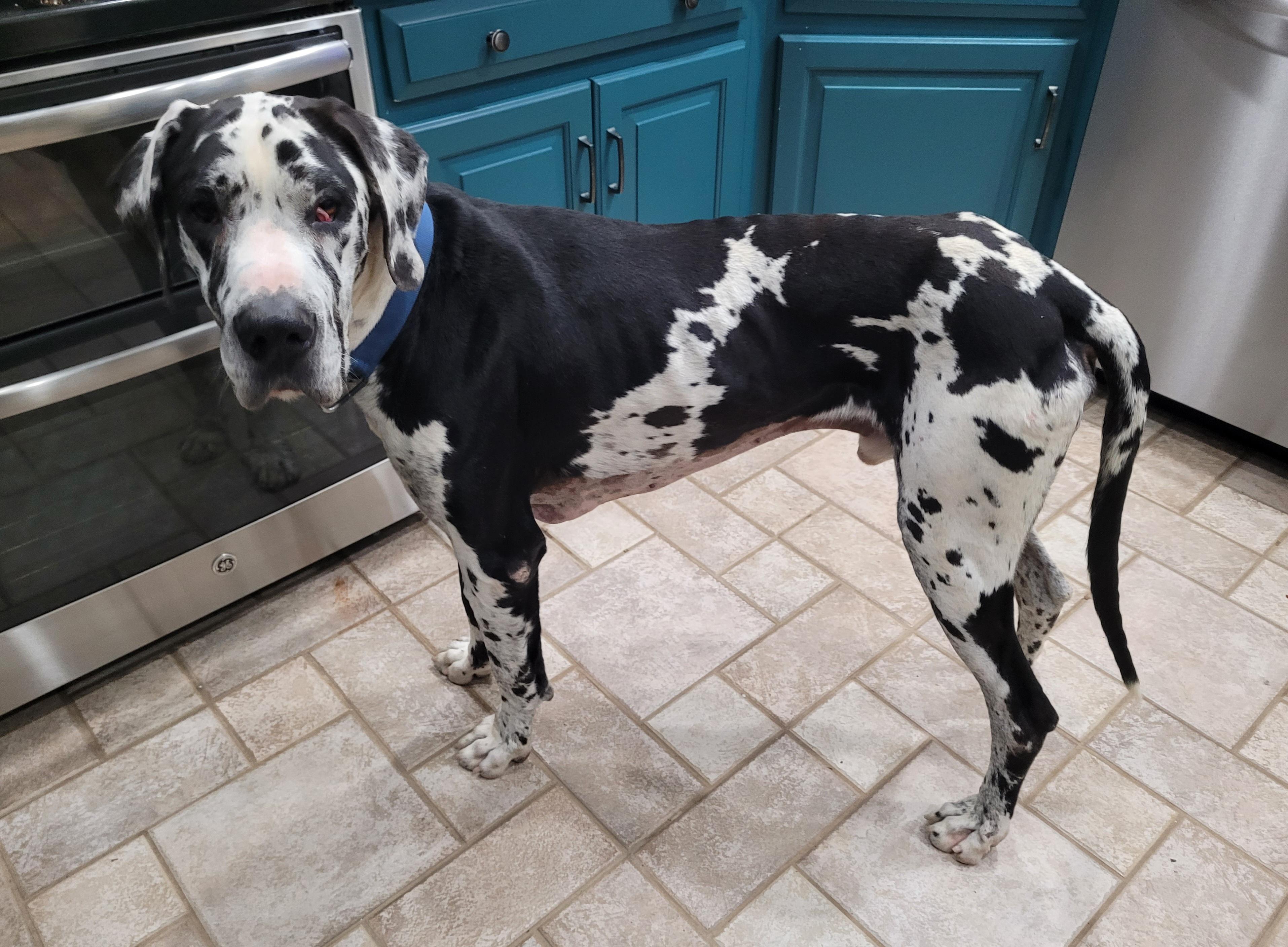 Enlarge Joker, a ADOPTABLE Great Dane in Catlettsburg, KY image 4/4