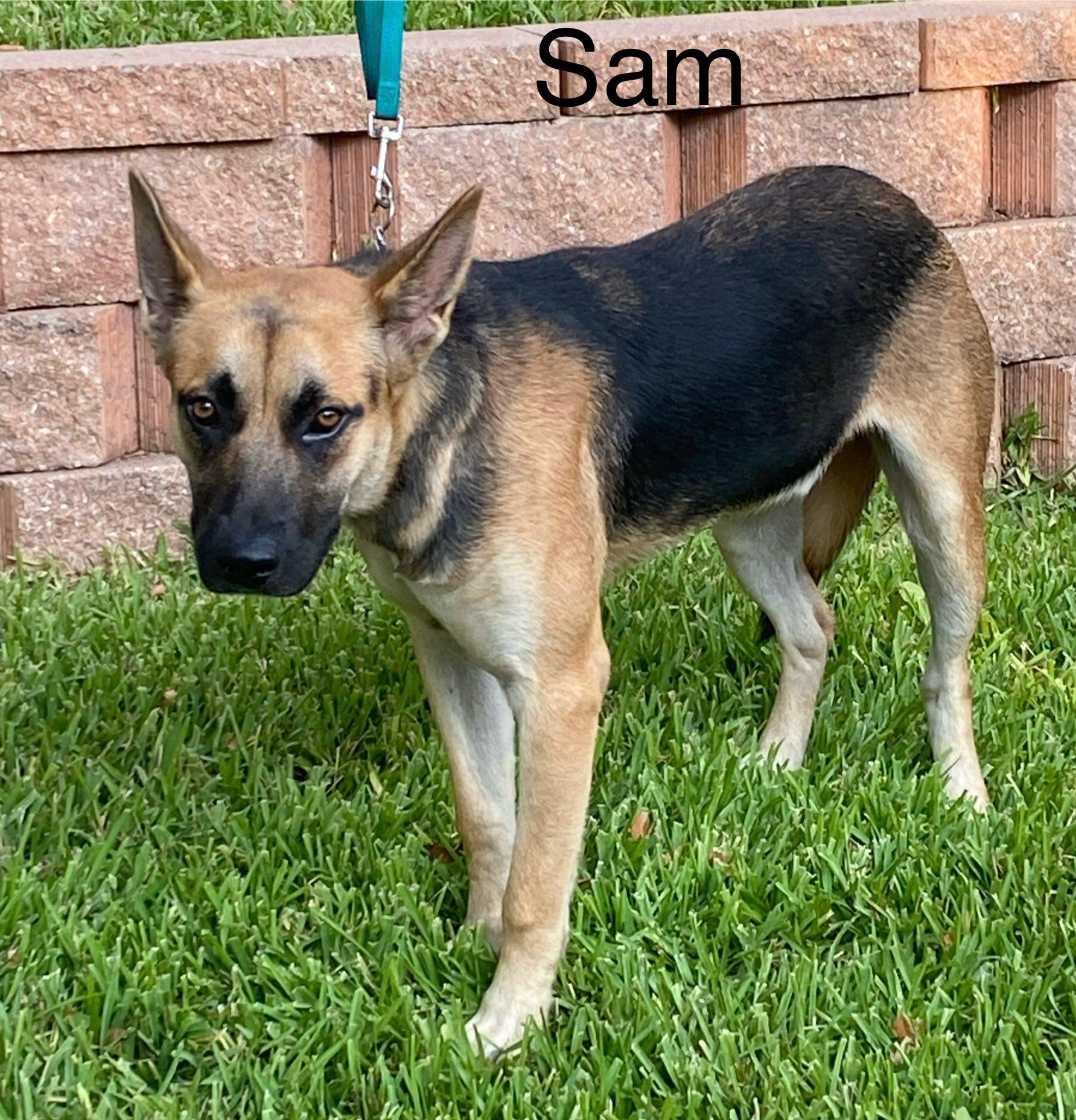 Sam — thumbnail 5