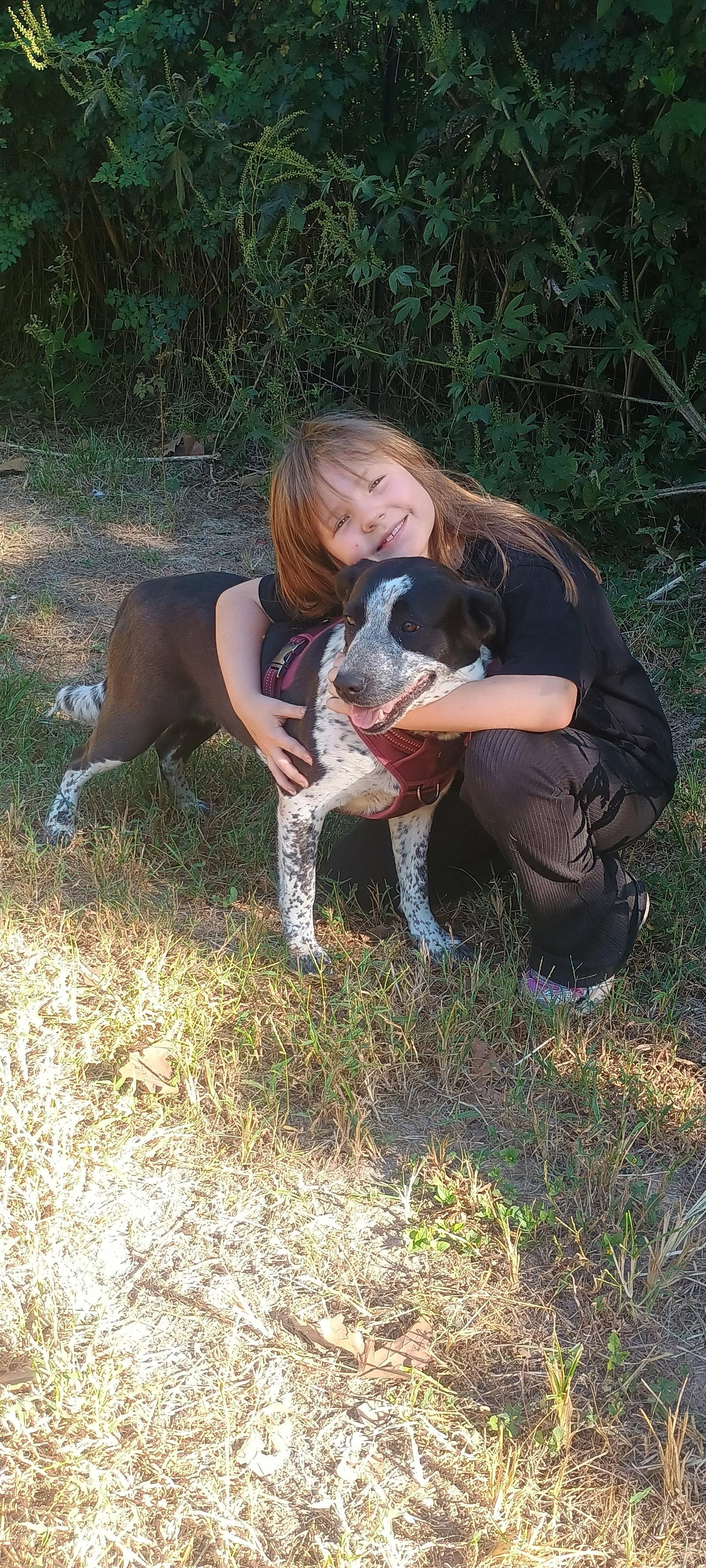 Enlarge Miss Molly, a Adoptable German Shorthaired Pointer in The Woodlands, TX image 2/3
