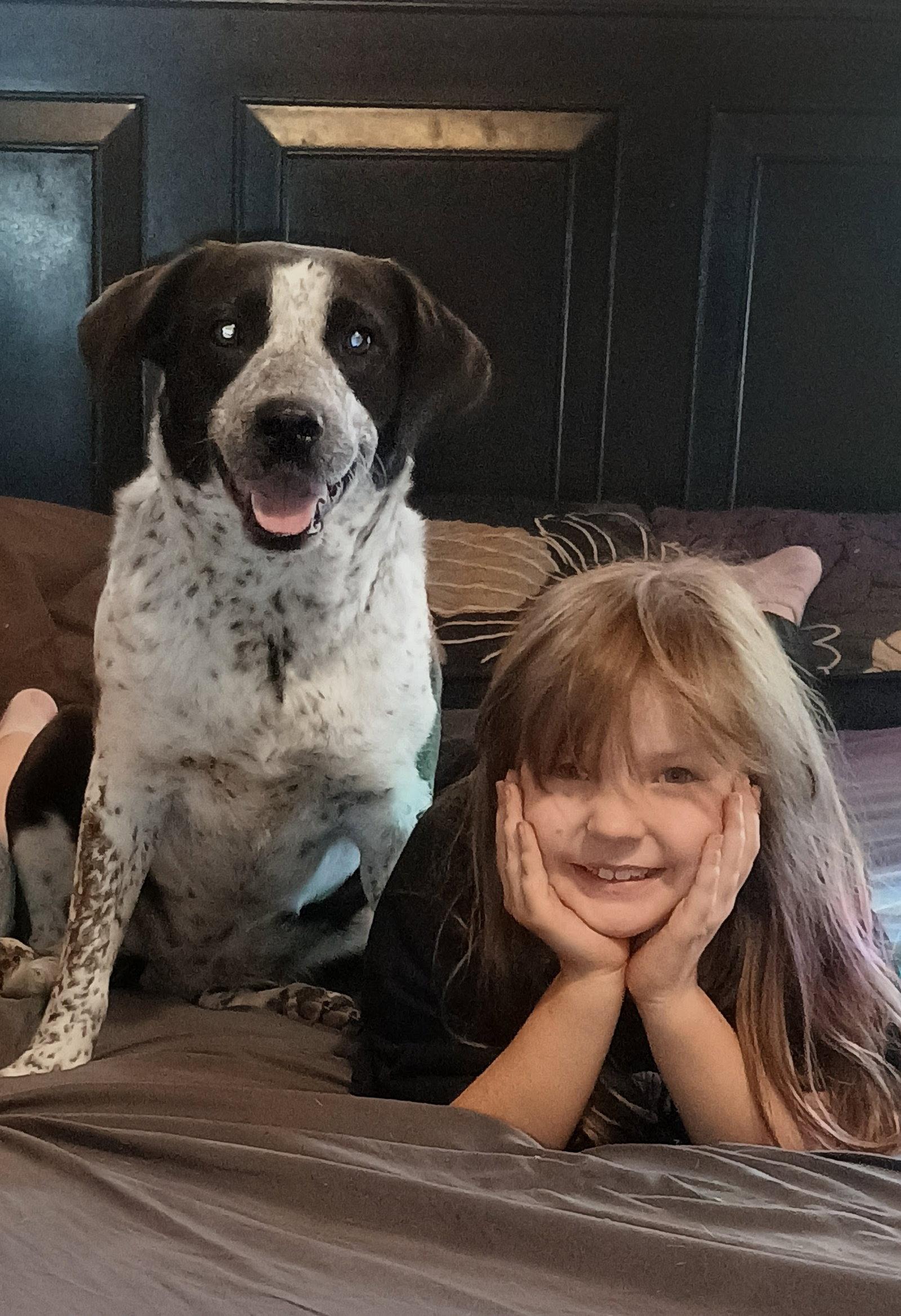 Enlarge Miss Molly, a Adoptable German Shorthaired Pointer in The Woodlands, TX image 3/3