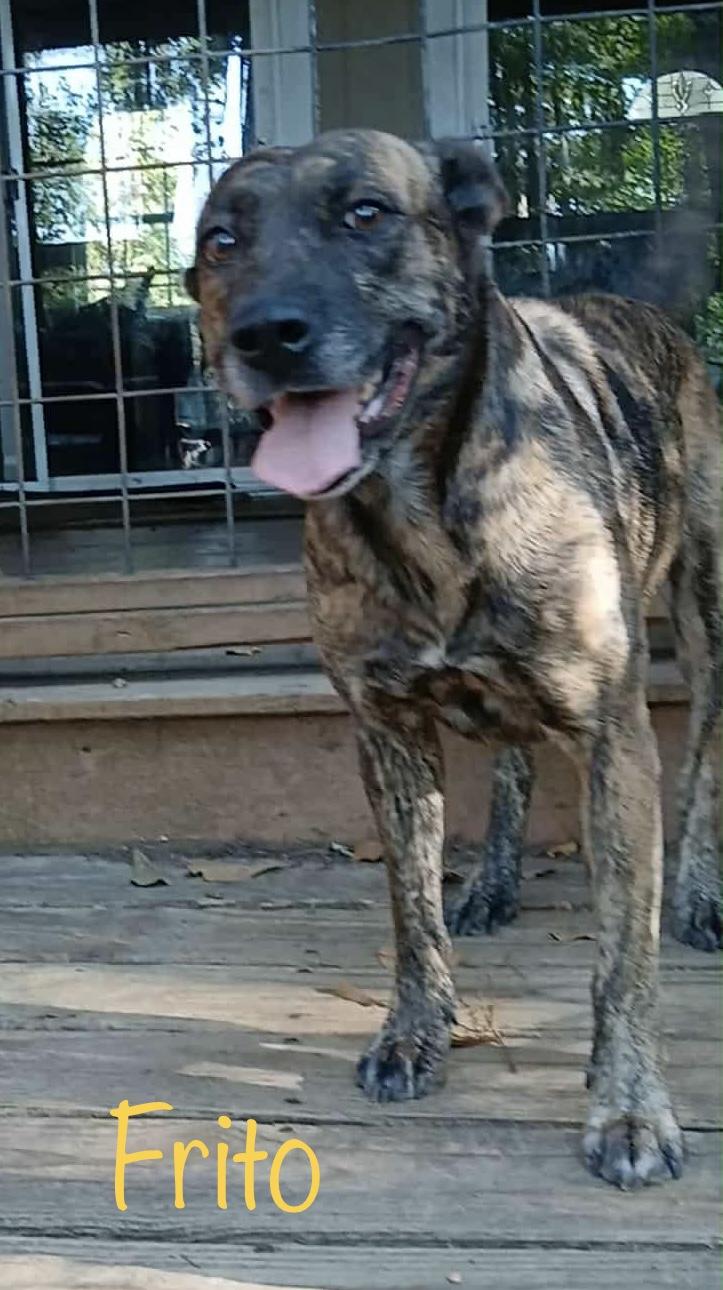 Enlarge Frito, a Adoptable Mixed Breed in Cairo, GA image 2/3