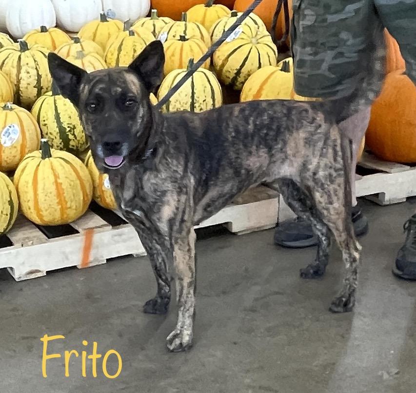 Frito, Adoptable, Adult Female Mixed Breed.