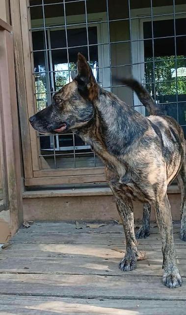 Enlarge Frito, a Adoptable Mixed Breed in Cairo, GA image 3/3