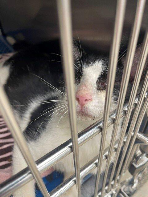 Wonky Willie, Adoptable, Kitten Male Domestic Short Hair.