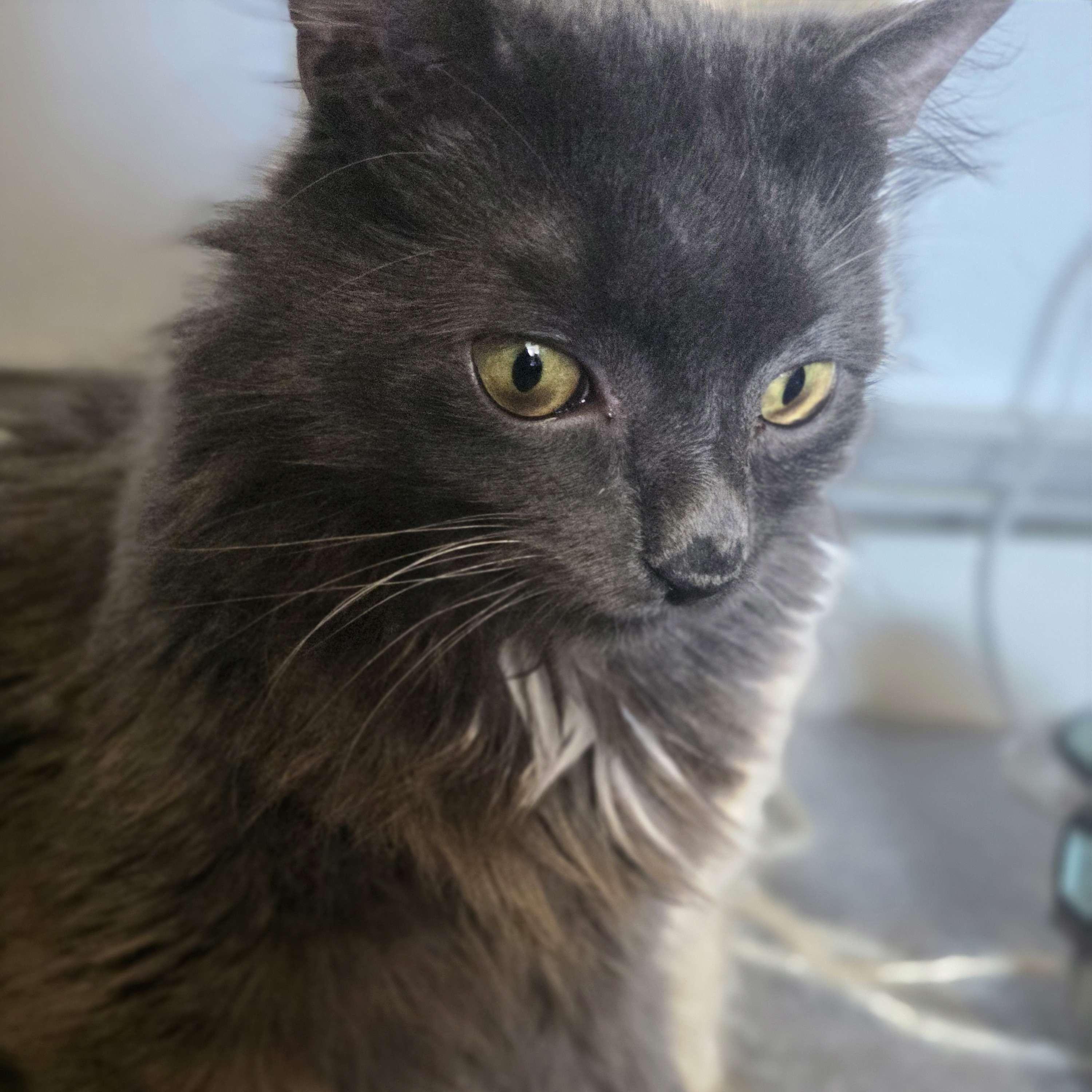 Arendel, ADOPTABLE, Adult Male Domestic Medium Hair.
