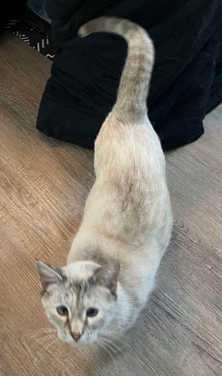 Sassy DC, Adoptable, Adult Female Siamese.