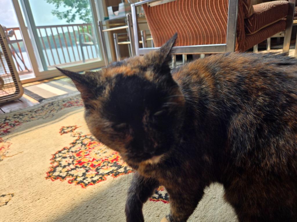 Mud, Adoptable, Senior Female Domestic Short Hair.