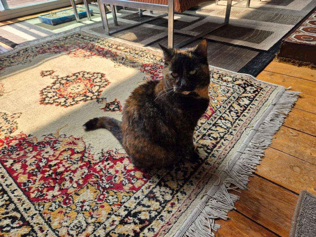 Mud, a Adoptable mixed breed in Hagaman, NY image 2/2