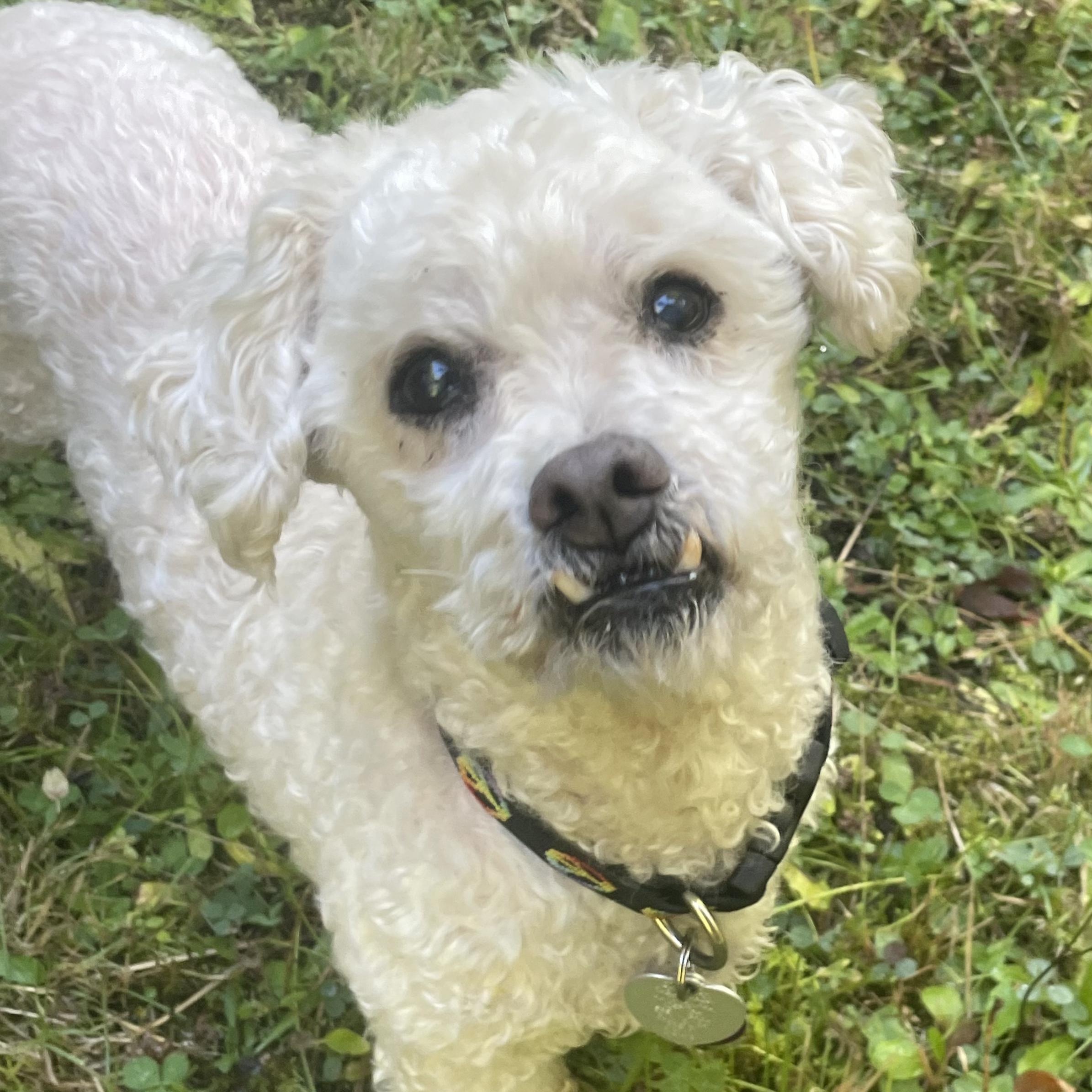 Magoo- Local, sweet, spritely, snuggly senior!, adopted, Senior Male Miniature Poodle.