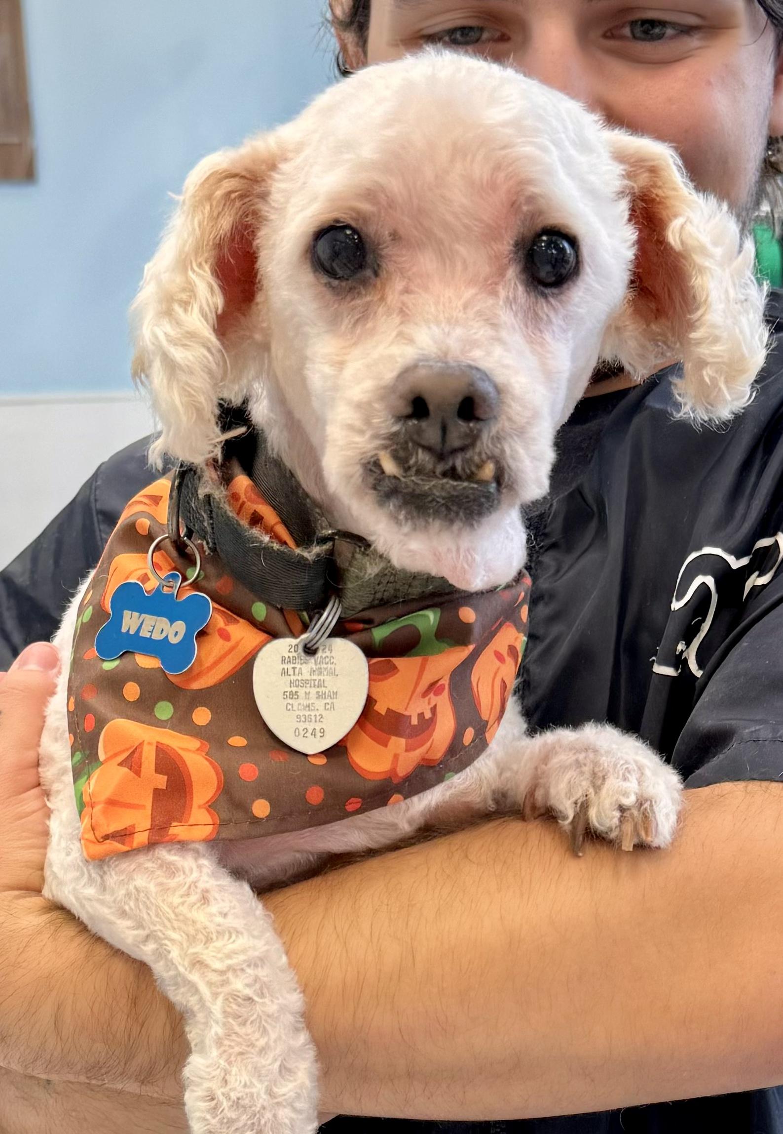 Magoo- Local, sweet, spritely, snuggly senior!