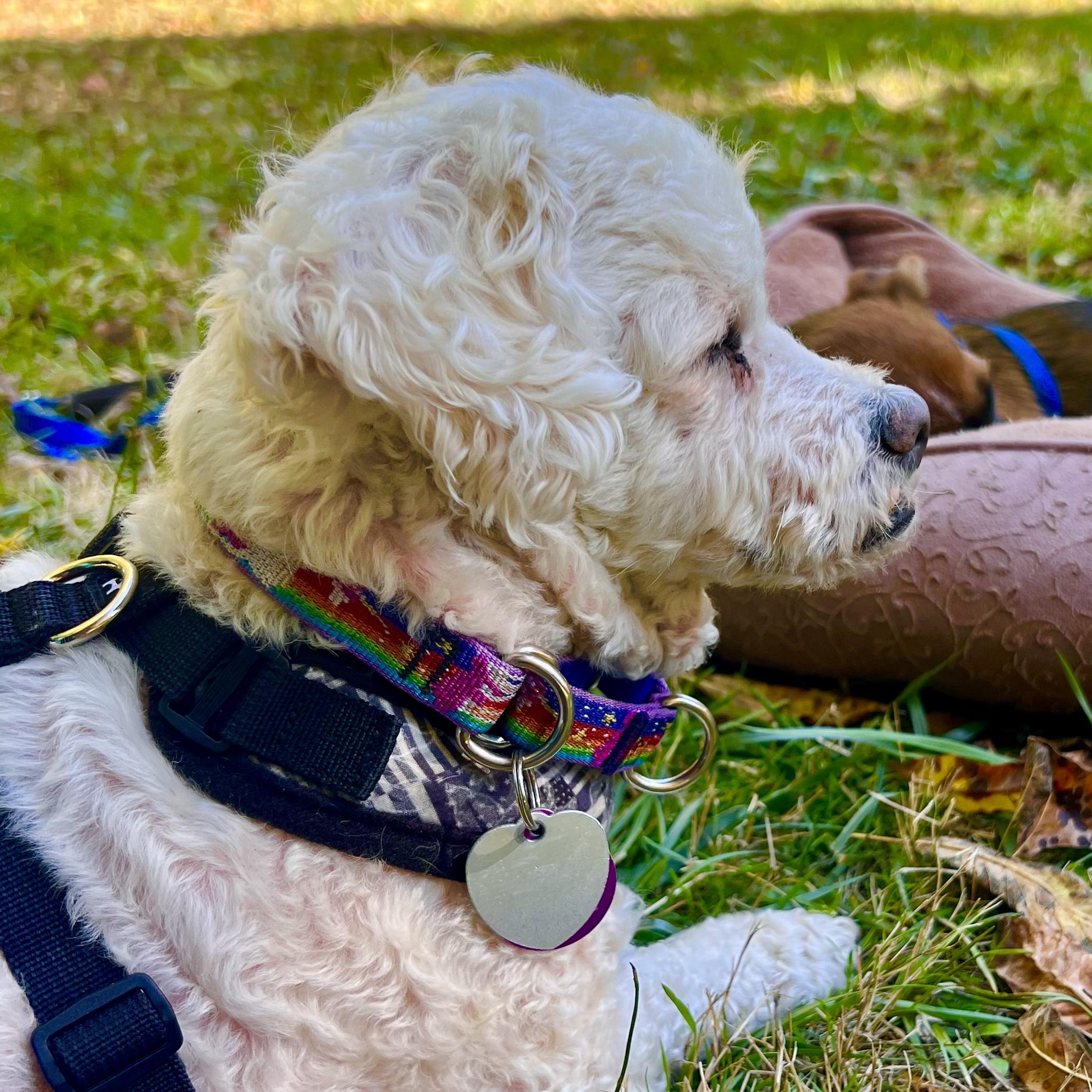 Enlarge Magoo- Local, sweet, spritely, snuggly senior!, an adopted mixed breed in Cascadia, OR image 3/6