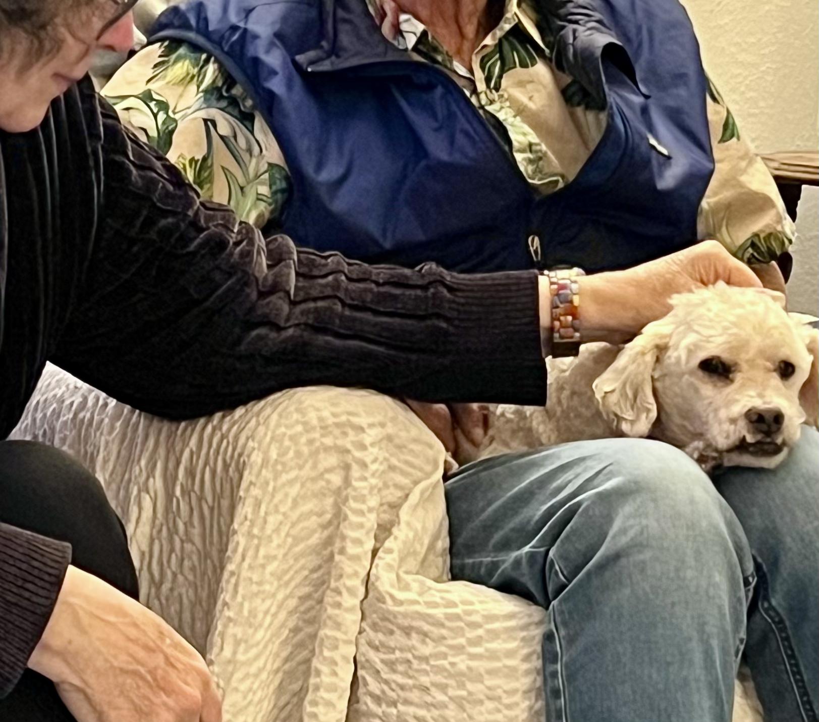 Magoo- Local, sweet, spritely, snuggly senior!