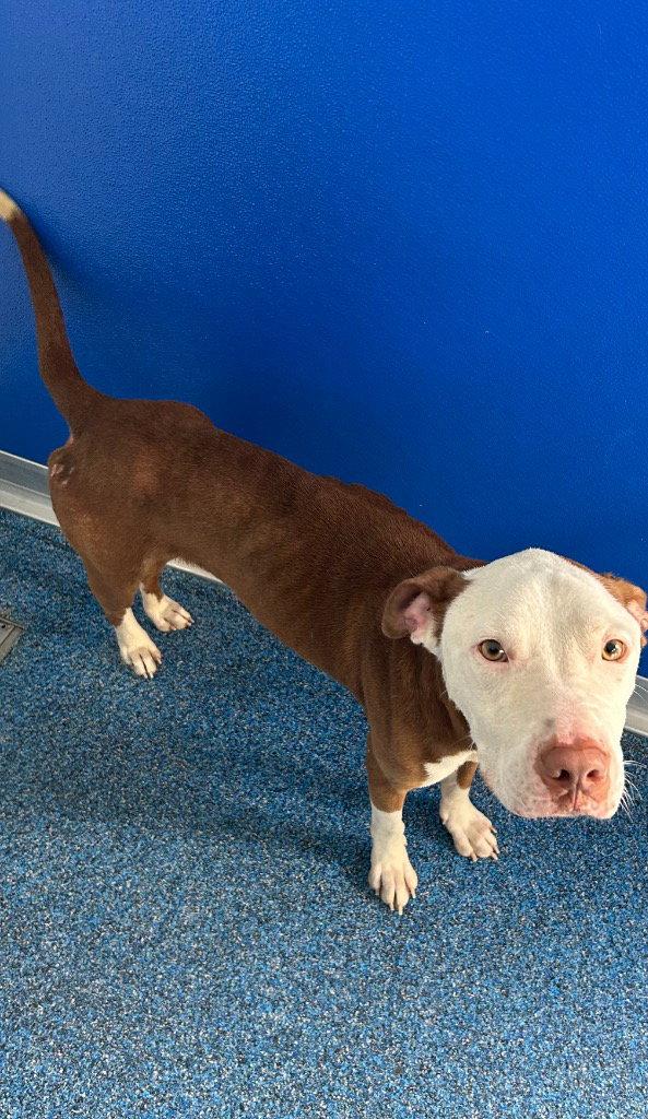 26-386 Peanut, Adoptable, Adult Male Pit Bull Terrier.