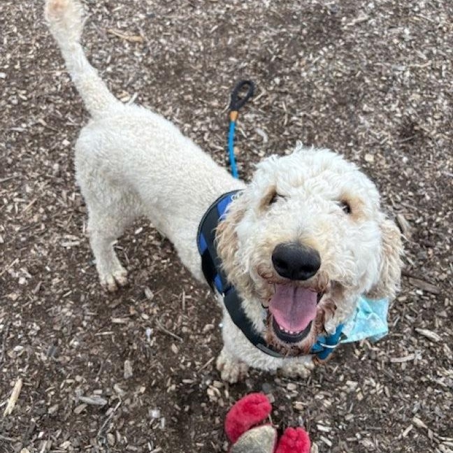 Enlarge Goose, a ADOPTABLE Goldendoodle in East Hartford, CT image 3/6