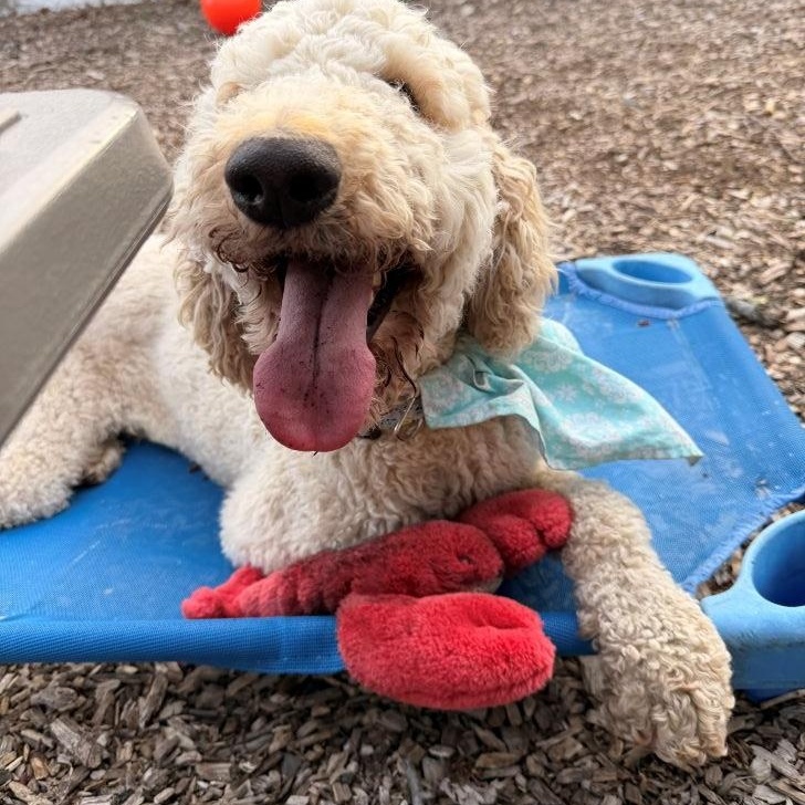 Enlarge Goose, a ADOPTABLE Goldendoodle in East Hartford, CT image 4/6