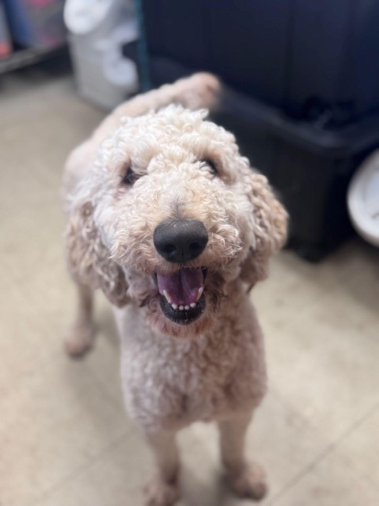 Enlarge Goose, a ADOPTABLE Goldendoodle in East Hartford, CT image 1/6