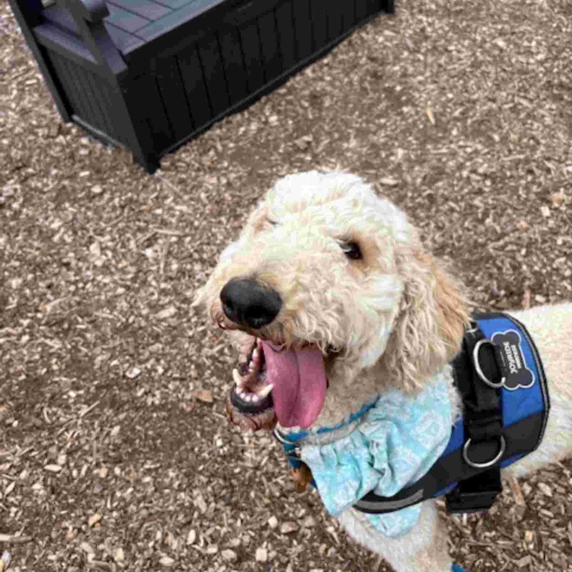 Enlarge Goose, a ADOPTABLE Goldendoodle in East Hartford, CT image 5/6