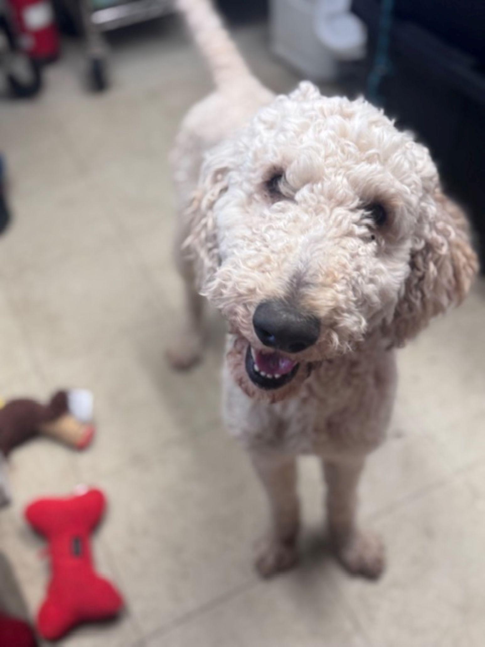 Enlarge Goose, a ADOPTABLE Goldendoodle in East Hartford, CT image 2/6