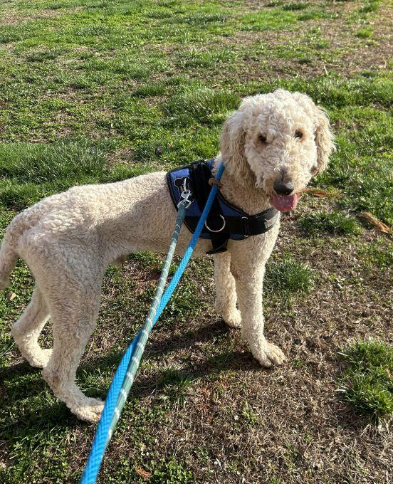 Enlarge Goose, a ADOPTABLE Goldendoodle in East Hartford, CT image 6/6