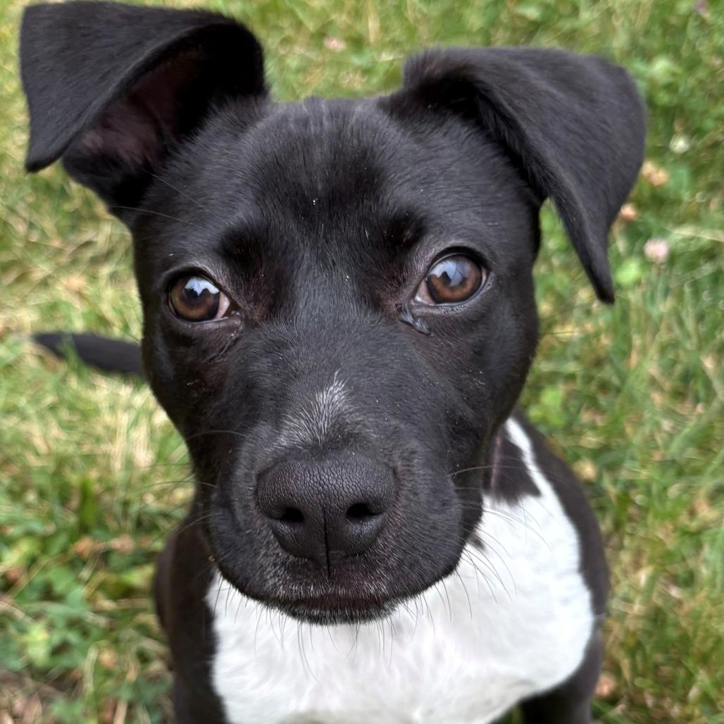 Koa, a Adoptable Mixed Breed in East Hanover, NJ image 1/6