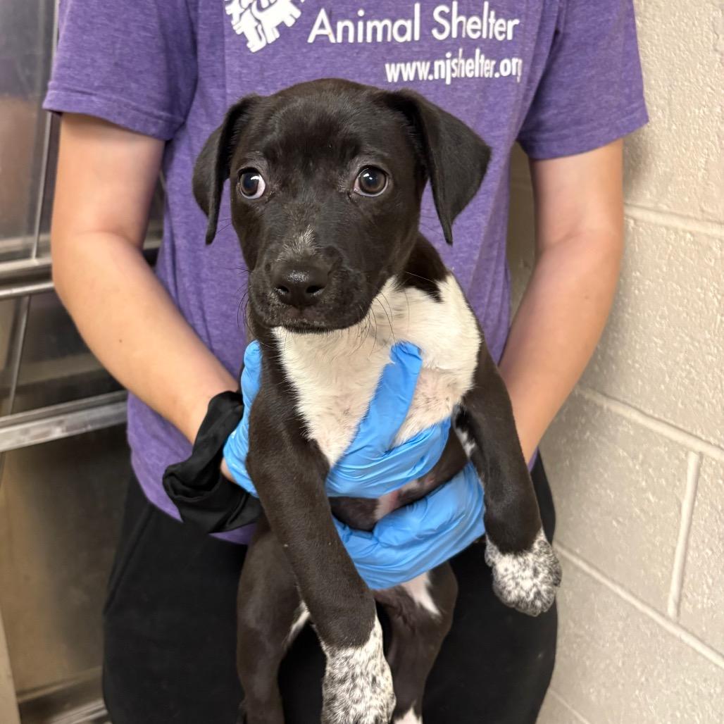 Koa, a Adoptable Mixed Breed in East Hanover, NJ image 2/6