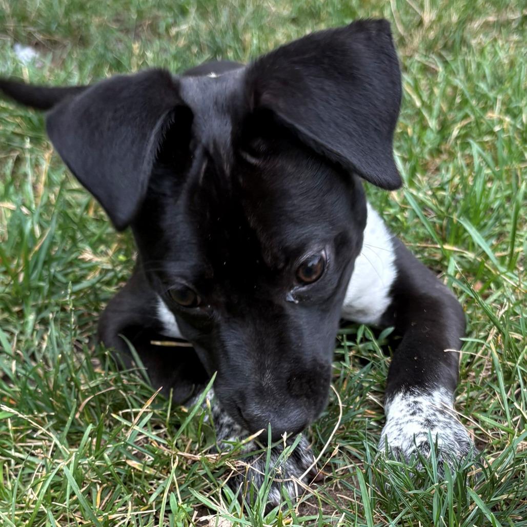 Koa, a Adoptable Mixed Breed in East Hanover, NJ image 3/6