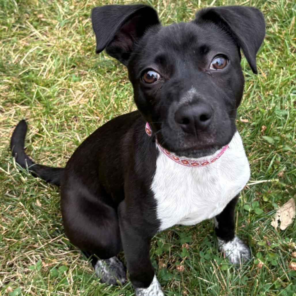 Koa, a Adoptable Mixed Breed in East Hanover, NJ image 4/6