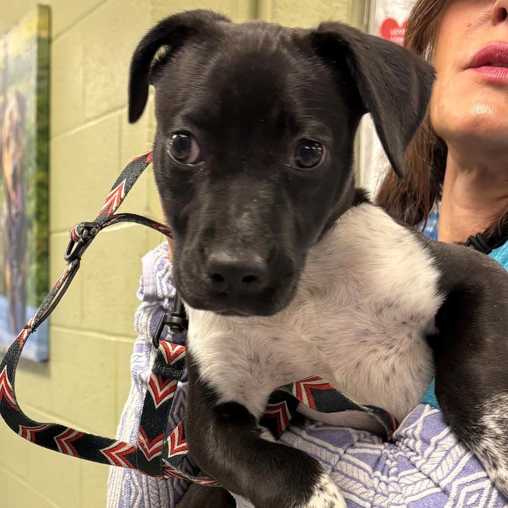 Koa, a Adoptable Mixed Breed in East Hanover, NJ image 5/6