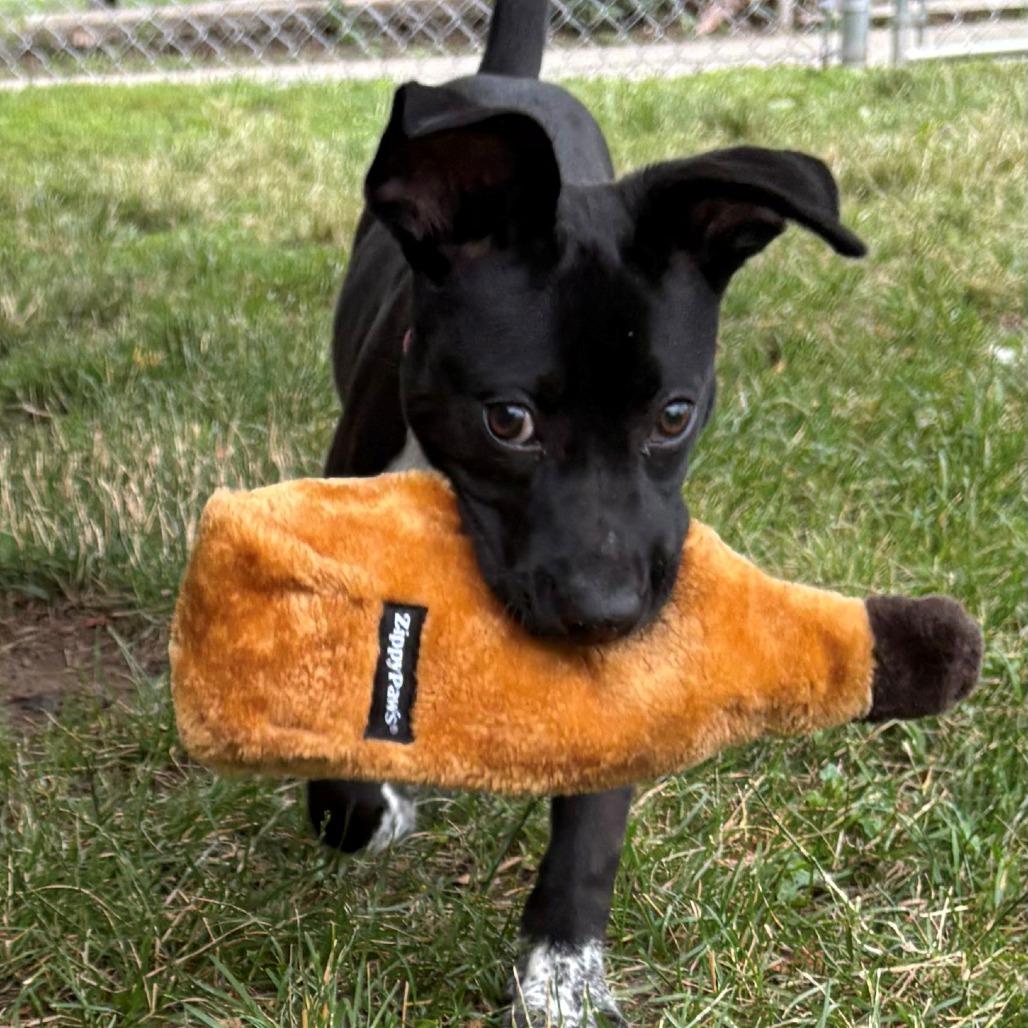 Koa, a Adoptable Mixed Breed in East Hanover, NJ image 6/6