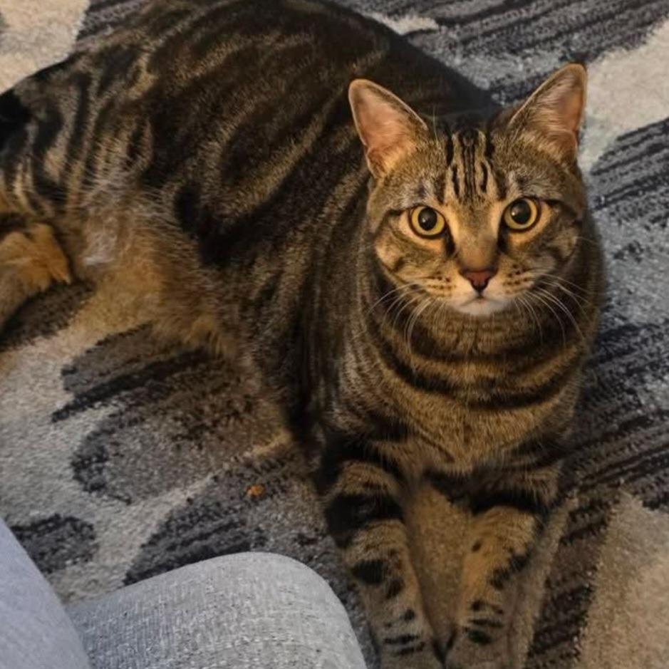 Bailey, Adoptable, Adult Female Domestic Short Hair.