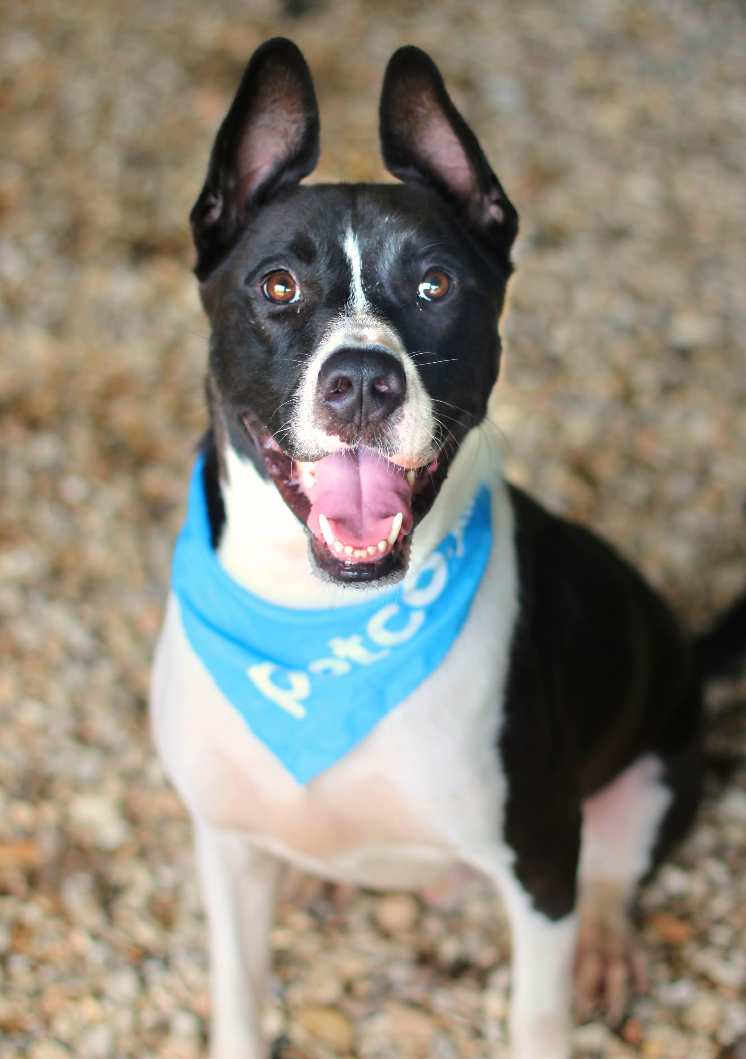 Banjo, a Adoptable mixed breed in Enfield, CT image 2/5