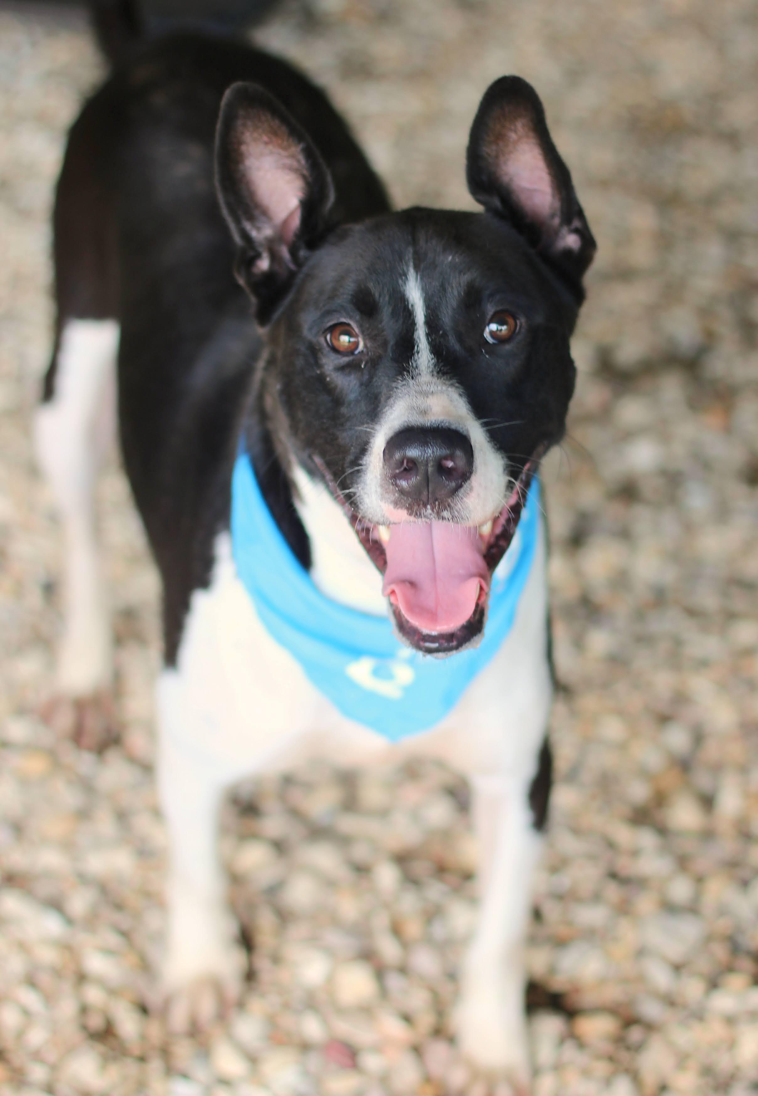 Banjo, a Adoptable mixed breed in Enfield, CT image 3/5