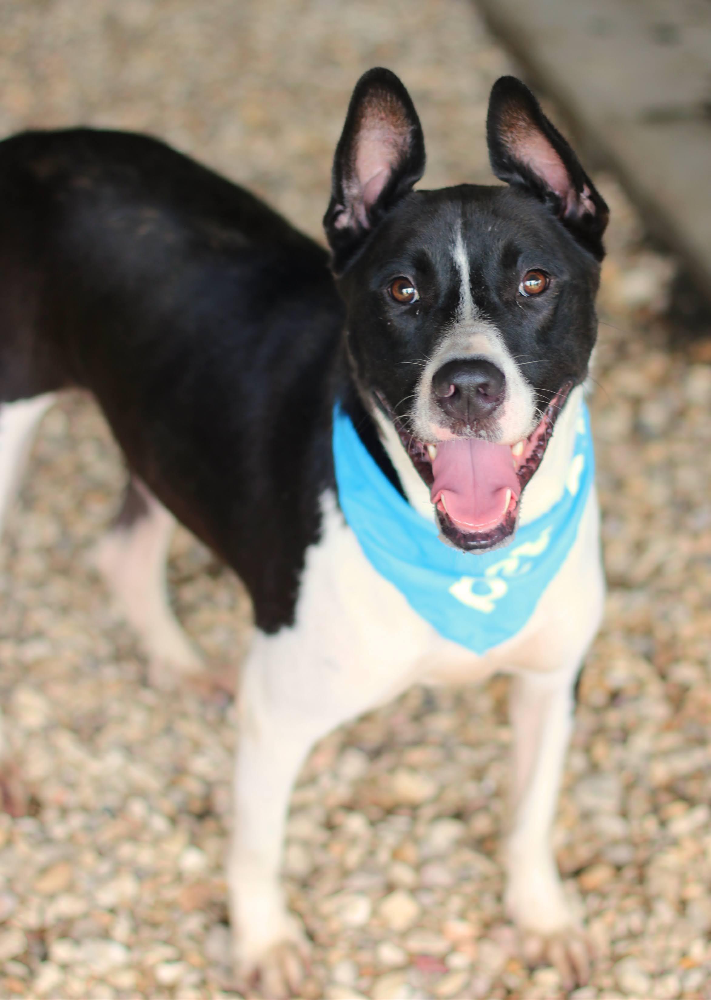 Banjo, a Adoptable mixed breed in Enfield, CT image 4/5